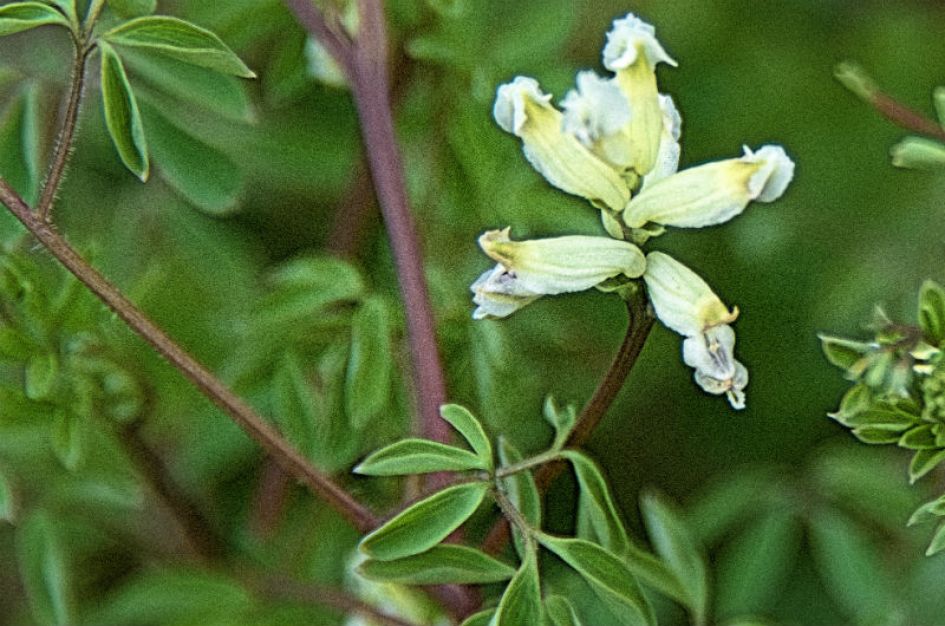 wikke-achtige duinplant?